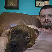 Buddy joined the competition — help win amazing prizes! man, dog, couch, indoor, relaxing, portrait, brown_dog, leather_couch, clock, photo_frames, wall, shirtless, close_up, pet, companion, home, casual, resting, face, human