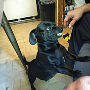 Chloe is registered to the contest to win money with this photo: dog, black_dog, indoor, person, hand, floor, tile_floor, small_dog, pet, animal, paw, standing, expression, teeth, ears, fur, domestic, companion, interaction, room