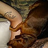 animal, blanket, brown_dog, closeup, comfort, companion, cozy, dog, friendship, fur, home, human_arm, indoor, paw, pet, relaxation, resting, sleeping, snuggle, tattoo