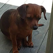 Brownie joined the competition — help win amazing prizes! dog, brown_dog, small_dog, pet, animal, wooden_floor, sitting, quiet, outdoor, daylight, fur, ears, tail, paws, canine, alone, calm, domestic_animal, portrait, expression