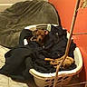Brownie is registered to the contest to win money with this photo: dog, laundry_basket, black_clothes, brown_dog, indoor, orange_wall, dog_bed, floor_tiles, cozy, pet, small_dog, curious, resting, home, basket, stick, animal, domestic, furniture, blanket