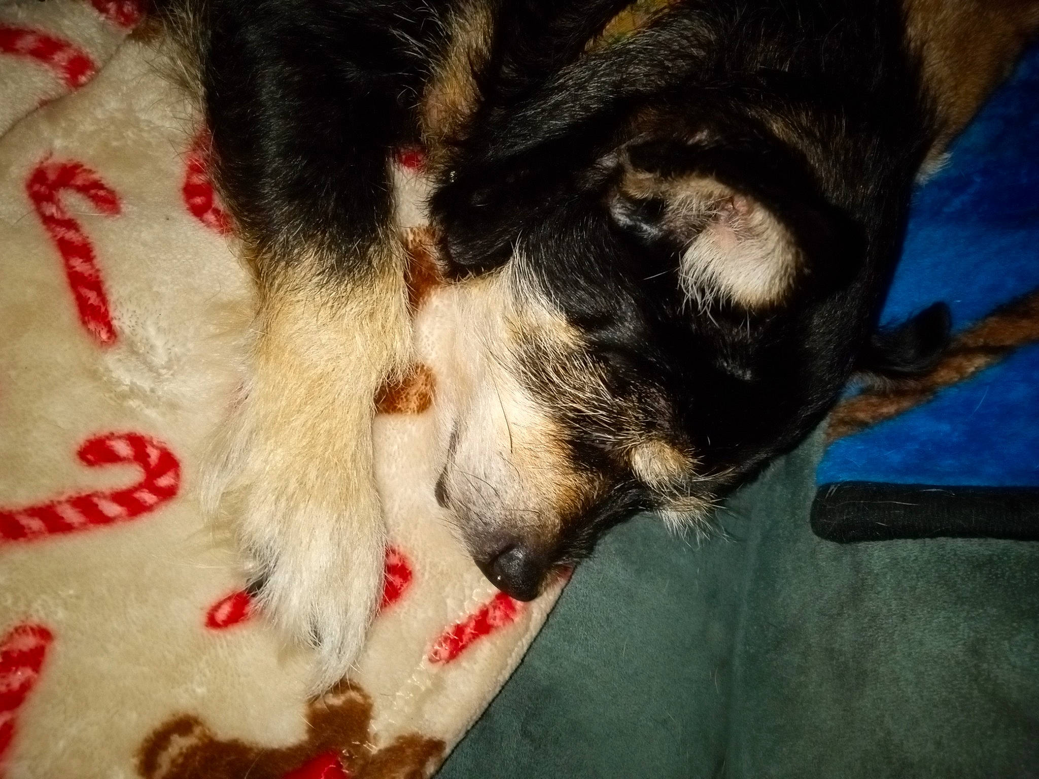 Sadie May is registered to the contest to win money with this photo: canidae, carmine, carnivore, cat, claw, comfort, companion_dog, dog, dog_breed, domestic_short_haired_cat, felidae, foot, fur, nap, paw, small_to_medium_sized_cats, snout, sporting_group, tail, whiskers