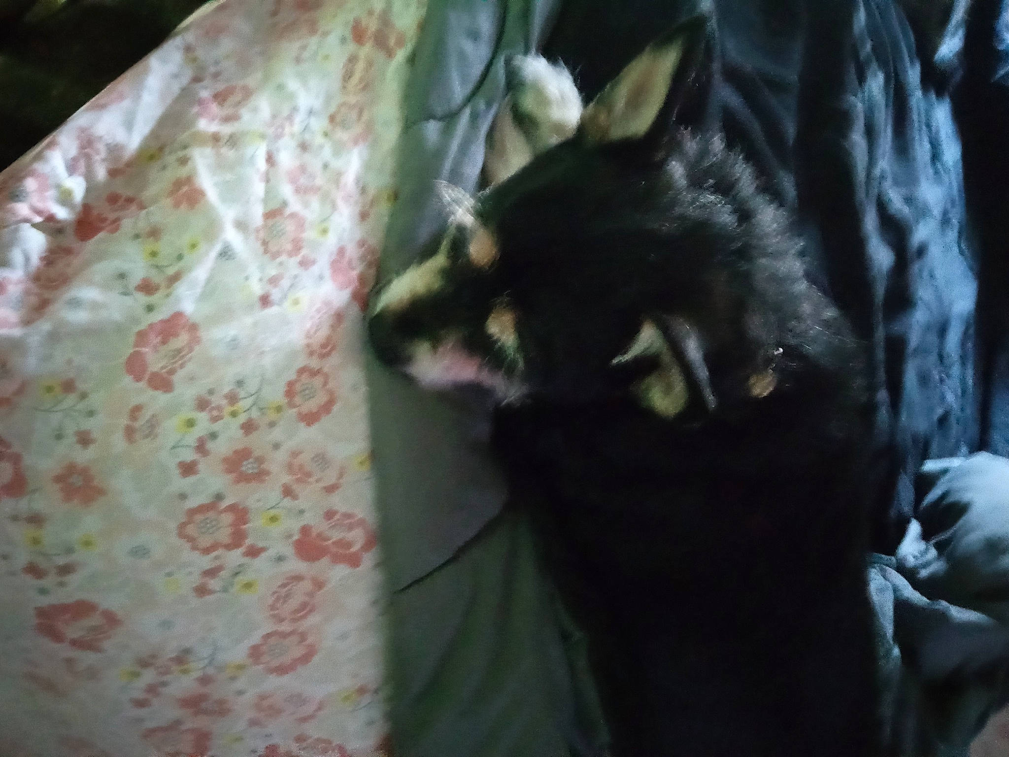 Sadie May is registered to the contest to win money with this photo: black_cat, bombay, canidae, carnivore, cat, claw, comfort, darkness, dog_breed, domestic_short_haired_cat, fang, felidae, fur, linens, small_to_medium_sized_cats, snout, tail, terrestrial_animal, tints_and_shades, whiskers