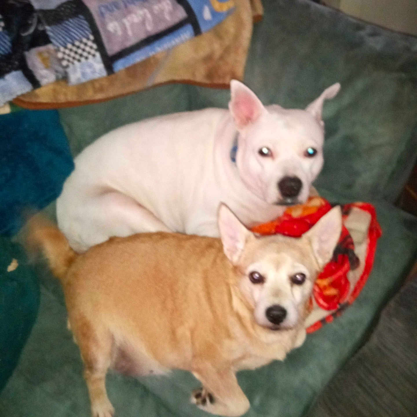 Baby Girl is registered to the contest to win money with this photo: dog, white_dog, tan_dog, couch, blanket, indoor, pet, animal, cute, companion, fur, ears, tail, looking_at_camera, household, relaxing, two_dogs, domestic, cozy, friendship
