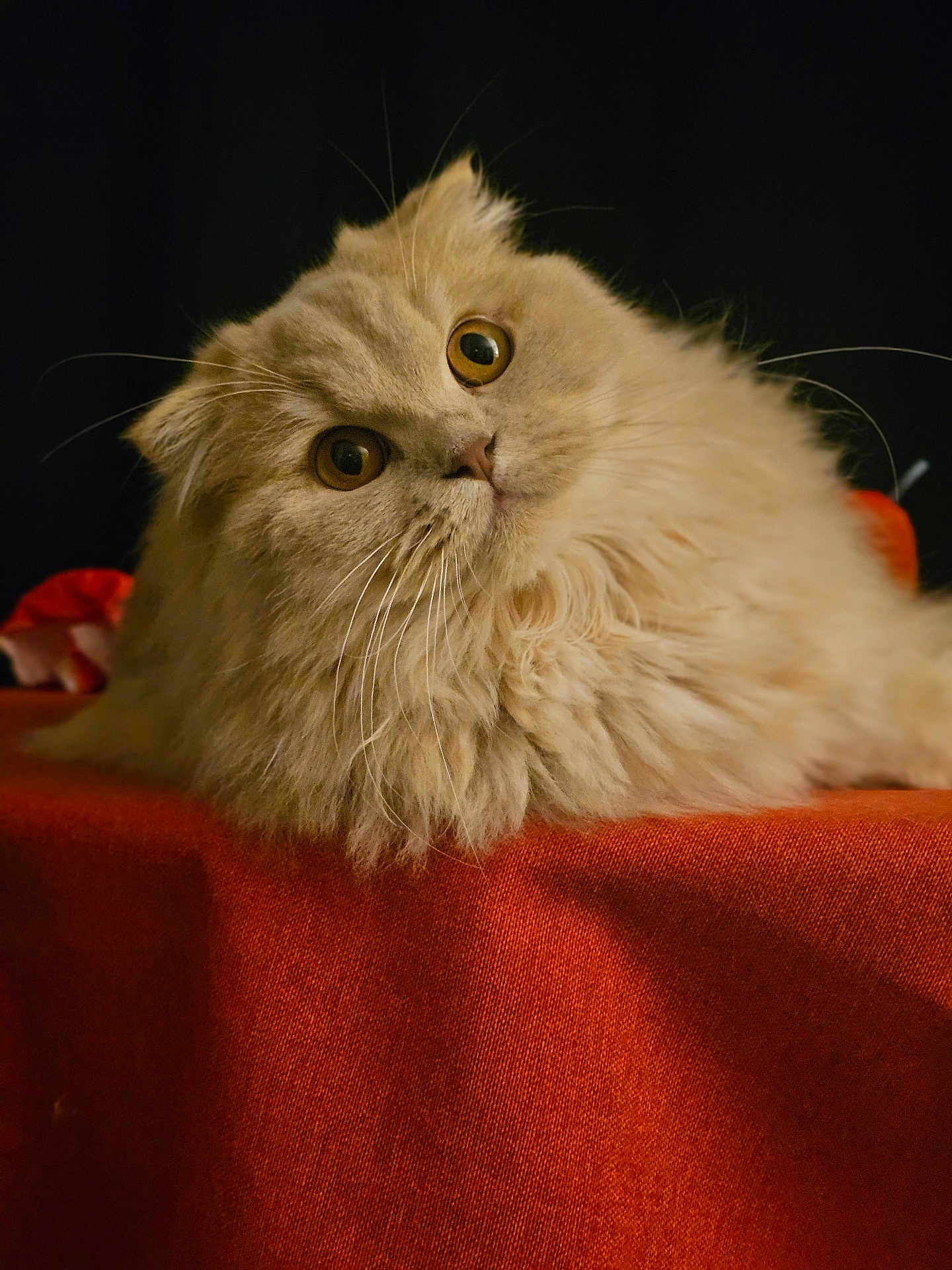 Zelda