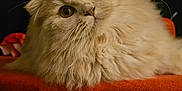 Zelda a rejoint le concours — aidez-le/la à gagner de superbes lots ! cat, fluffy, cream_color, curious_eyes, head_tilt, red_fabric, resting, close_up, whiskers, indoor, pet, feline, soft_fur, portrait, animal, cute, long_hair, domestic_cat, cozy, dark_background