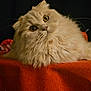 cat, fluffy, cream_color, curious_eyes, head_tilt, red_fabric, resting, close_up, whiskers, indoor, pet, feline, soft_fur, portrait, animal, cute, long_hair, domestic_cat, cozy, dark_background