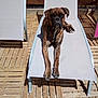 dog, brindle, sunbed, outdoor, wooden_decking, pet, animal, lounge, resting, canine, summer, sunlight, relaxation, brown, fur, paw, face, looking, daytime, shade