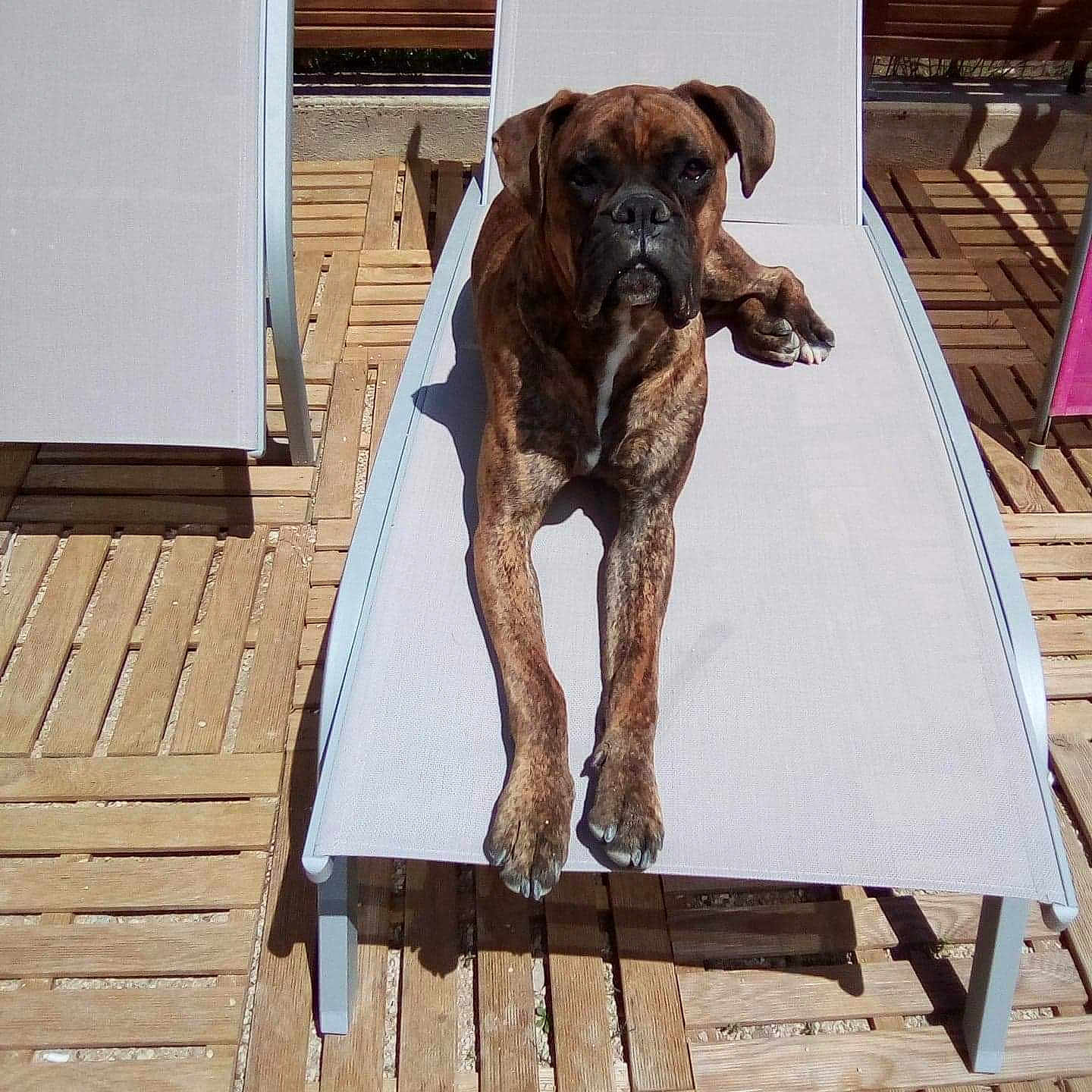 Oscar a rejoint le concours — aidez-le/la à gagner de superbes lots ! animal, brindle, brown, canine, daytime, dog, face, fur, looking, lounge, outdoor, paw, pet, relaxation, resting, shade, summer, sunbed, sunlight, wooden_decking