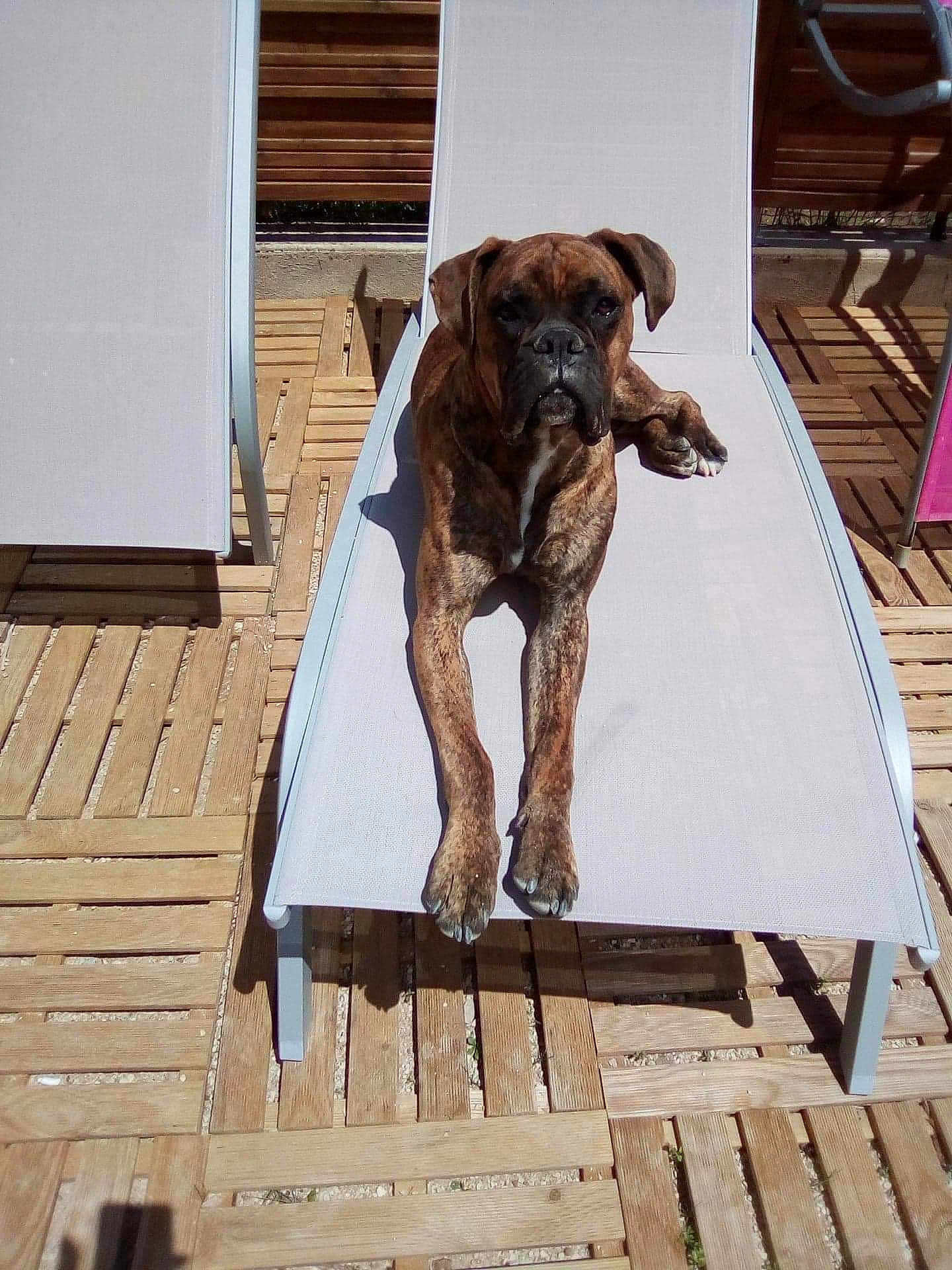 Oscar a rejoint le concours — aidez-le/la à gagner de superbes lots ! dog, brindle, sunbed, outdoor, wooden_decking, pet, animal, lounge, resting, canine, summer, sunlight, relaxation, brown, fur, paw, face, looking, daytime, shade