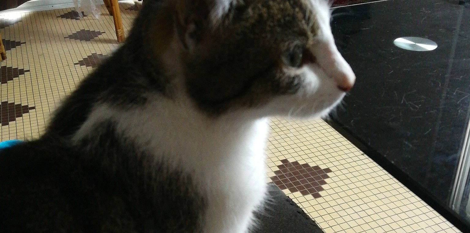 Twix a rejoint le concours — aidez-le/la à gagner de superbes lots ! aegean_cat, american_wirehair, carnivore, cat, domestic_short_haired_cat, european_shorthair, felidae, fur, kitten, mammal, polydactyl_cat, scottish_fold, small_to_medium_sized_cats, snout, tail, whiskers