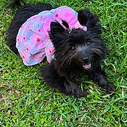 Ashley joined the competition — help win amazing prizes! animal, black_dog, companion, cute, dog, dress, flower_pattern, fluffy, fur, grass, grass_field, happy, nature, outdoor, pet, pink, playful, small_dog, smiling, summer