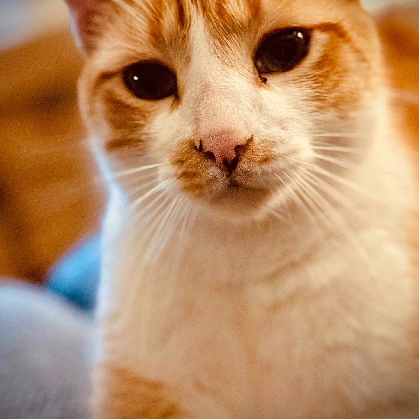 Rooxy participe au concours pour gagner de l'argent avec cette photo : animal, cat, close_up, cute, domestic_cat, eyes, face, feline, fur, indoor, mammal, nose, orange_cat, pet, portrait, relaxed, soft_focus, warm_lighting, whiskers, white_cat
