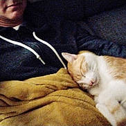 Rooxy a rejoint le concours — aidez-le/la à gagner de superbes lots ! cat, sleeping, blanket, person, hoodie, indoor, cozy, resting, feline, orange_cat, white_cat, couch, relaxation, nap, warm, soft_texture, casual, comfort, quiet, home