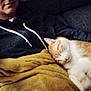 cat, sleeping, blanket, person, hoodie, indoor, cozy, resting, feline, orange_cat, white_cat, couch, relaxation, nap, warm, soft_texture, casual, comfort, quiet, home