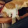 cat, orange_cat, white_cat, sleeping, hugging, arm, couch, red_shirt, black_clothing, relaxation, indoor, feline, pet, cozy, resting, paw, fur, domestic_animal, comfort, close_up