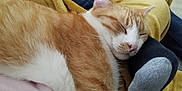 Rooxy a rejoint le concours — aidez-le/la à gagner de superbes lots ! cat, sleeping, ginger_cat, white_fur, person, sock, blanket, couch, living_room, relaxing, cozy, furniture, indoor, casual_clothing, foot, soft_texture, resting, nap, animal, comfort