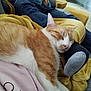cat, sleeping, ginger_cat, white_fur, person, sock, blanket, couch, living_room, relaxing, cozy, furniture, indoor, casual_clothing, foot, soft_texture, resting, nap, animal, comfort
