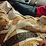 cat, sleeping, blanket, patterned_blanket, orange_and_white_cat, person, red_shirt, blue_jeans, wristband, indoor, resting, cozy, feline, pet, relaxing, paw, home, casual_clothing, couch, human_arm
