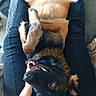 Aicko participe au concours pour gagner de l'argent avec cette photo : black_and_brown, canine, clothing, couch, dog, ears, friendly, fur, happy, human_hand, indoors, lap, lying_down, pants, pet, relaxed, smiling, teeth, tongue, upside_down