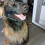 Aicko participe au concours pour gagner de l'argent avec cette photo : animal, black, brown, canine, dog, ears, eyes, floor, fur, furniture, german_shepherd, happy, house, indoor, looking_up, mouth_open, nose, pet, sitting, tongue