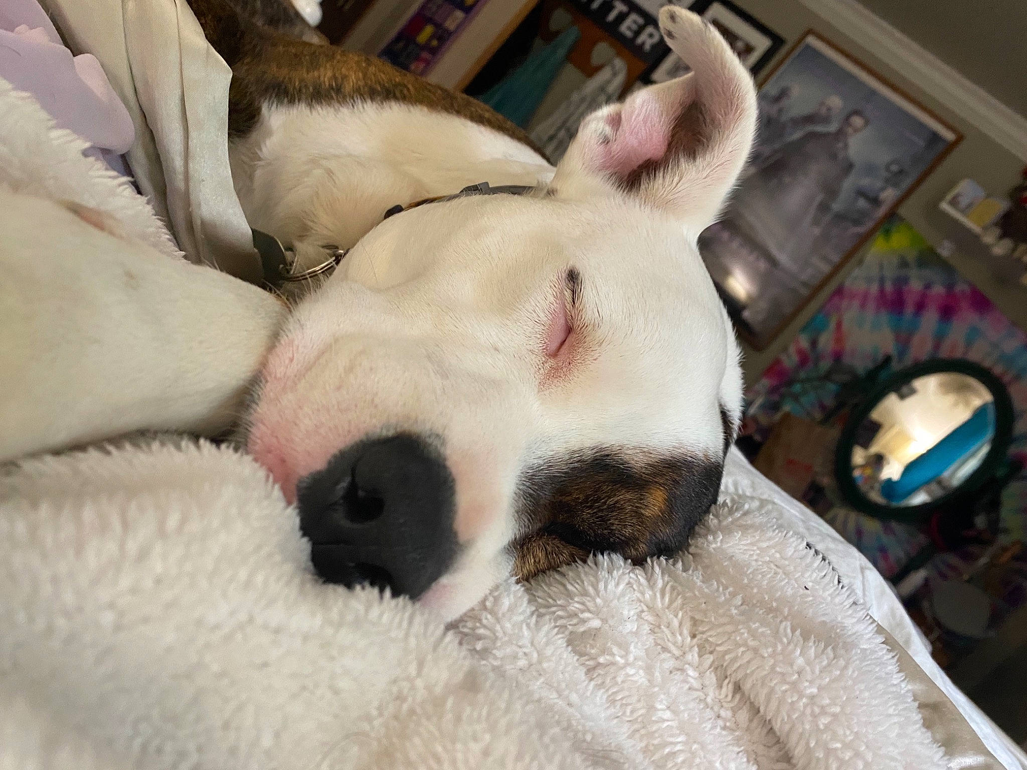 Clipper joined the competition — help win amazing prizes! canidae, carnivore, collar, comfort, companion_dog, dog, dog_breed, ear, fawn, felidae, fur, mammal, nap, paw, picture_frame, puppy_love, snout, sporting_group, toy_dog, whiskers