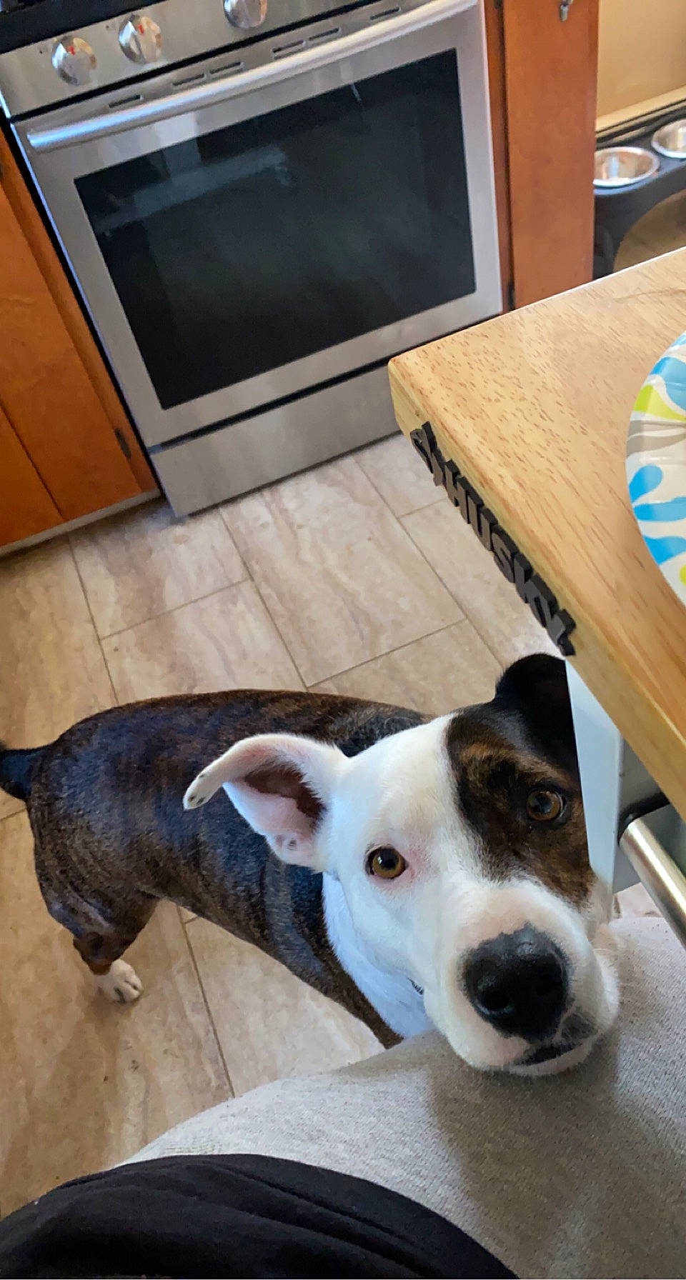 Clipper is registered to the contest to win money with this photo: carnivore, collar, comfort, companion_dog, desk, dog, dog_breed, fawn, floor, flooring, hardwood, kitchen_appliance, pet_supply, snout, table, television, television_set, whiskers, wood, working_animal