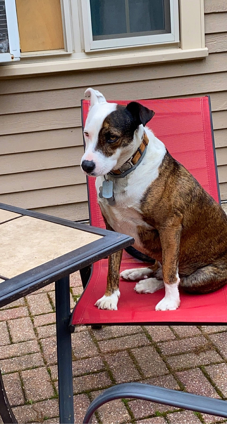 Clipper is registered to the contest to win money with this photo: bench, carnivore, collar, companion_dog, dog, dog_breed, dog_collar, dog_supply, fawn, outdoor_bench, outdoor_furniture, outdoor_table, pet_supply, snout, sporting_group, table, tail, window, wood, working_animal