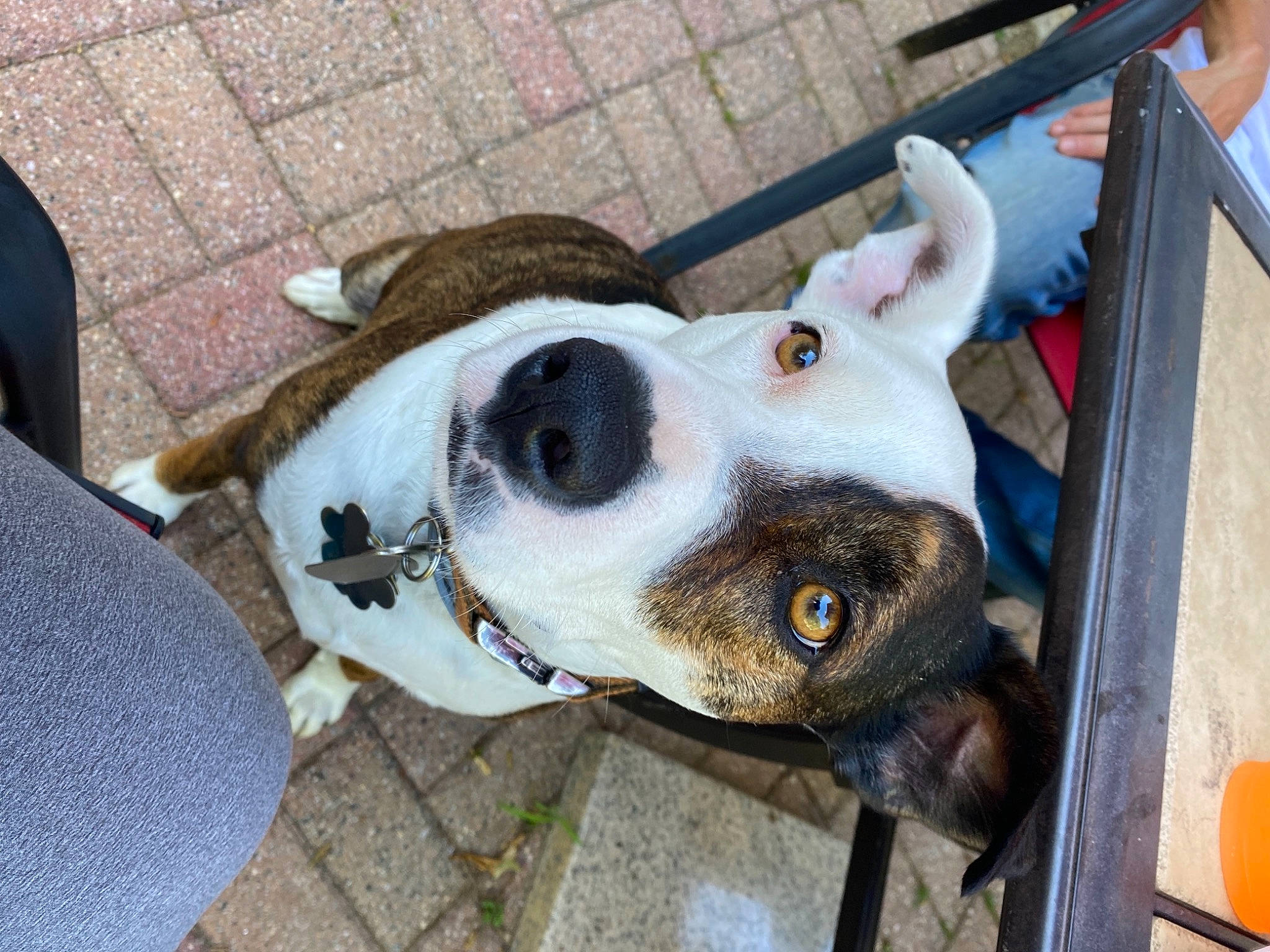 Clipper joined the competition — help win amazing prizes! canidae, carnivore, collar, companion_dog, dog, dog_breed, dog_collar, dog_supply, fawn, fur, leash, non_sporting_group, pet_supply, snout, sporting_group, terrestrial_animal, whiskers, working_animal