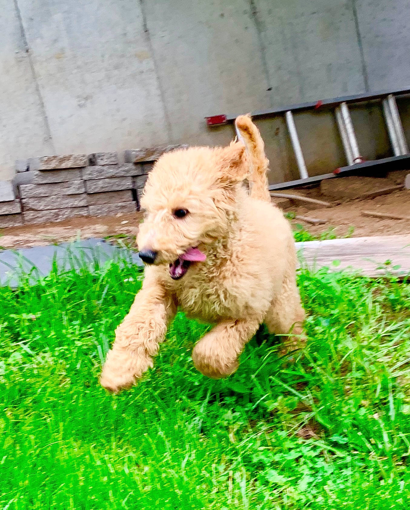 Jenny joined the competition — help win amazing prizes! canidae, carnivore, cockapoo, companion_dog, dog, dog_breed, goldendoodle, grass, lagotto_romagnolo, mammal, poodle, poodle_crossbreed, pumi, rare_breed_dog, sporting_group, sporting_lucas_terrier, terrier, toy_dog, toy_poodle, vertebrate
