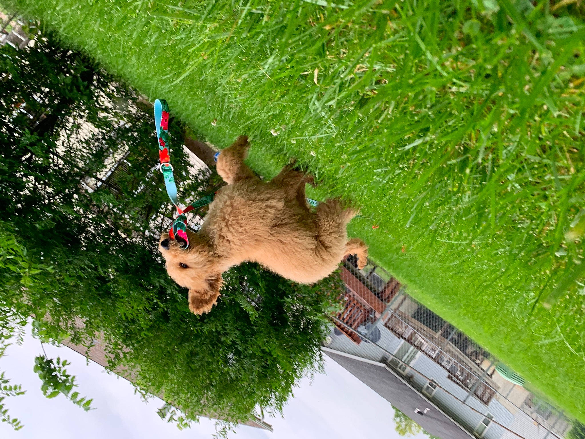 Jenny joined the competition — help win amazing prizes! adventure, grass, plant, recreation, shrub, tree