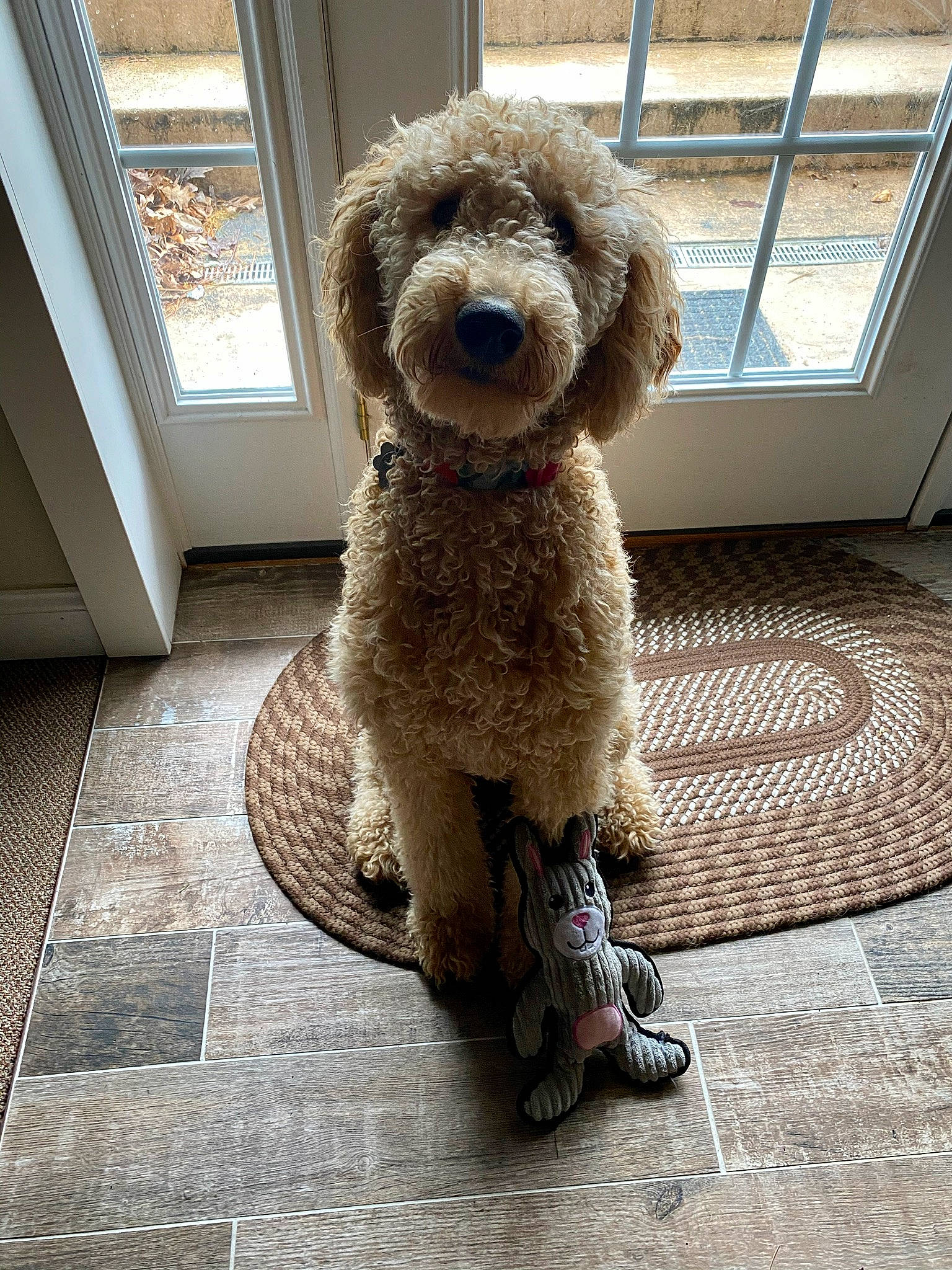 Jenny joined the competition — help win amazing prizes! canidae, carnivore, cockapoo, companion_dog, dog, dog_breed, floor, flooring, goldendoodle, labradoodle, mammal, miniature_poodle, non_sporting_group, poodle, poodle_crossbreed, spanish_water_dog, sporting_group, standard_poodle, toy_poodle, vertebrate