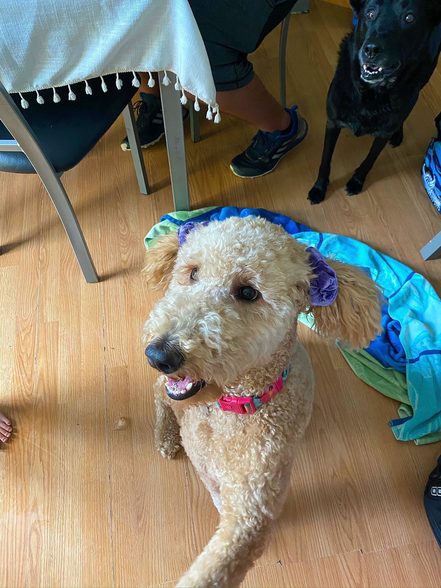 Jenny joined the competition — help win amazing prizes! airedale_terrier, canidae, carnivore, dog, dog_breed, goldendoodle, irish_soft_coated_wheaten_terrier, mammal, pumi, rare_breed_dog, sporting_group, terrier, vertebrate