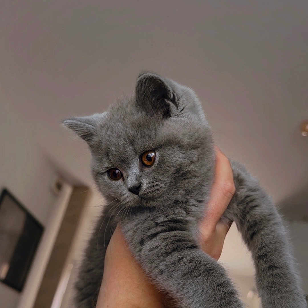 Shelby participe au concours pour gagner de l'argent avec cette photo : cat, kitten, gray_cat, fluffy, pet, animal, indoor, hand, holding, cute, feline, young, domestic_cat, soft_fur, eyes, paws, portrait, curious, house, cozy