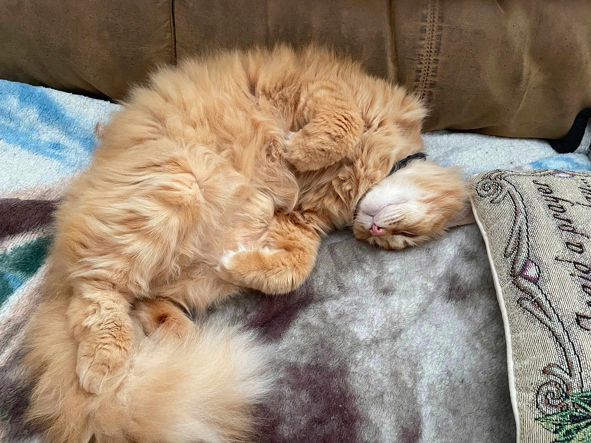 Zoro