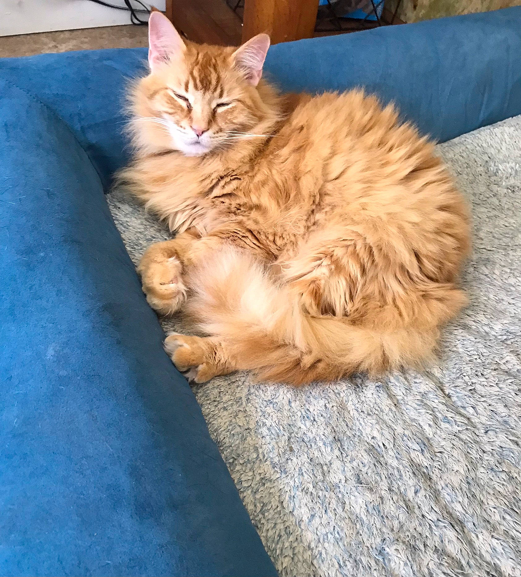 Zoro joined the competition — help win amazing prizes! box, british_longhair, carnivore, cat, claw, comfort, domestic_short_haired_cat, fawn, felidae, flooring, fur, paw, road_surface, sitting, small_to_medium_sized_cats, snout, tail, terrestrial_animal, whiskers, wood