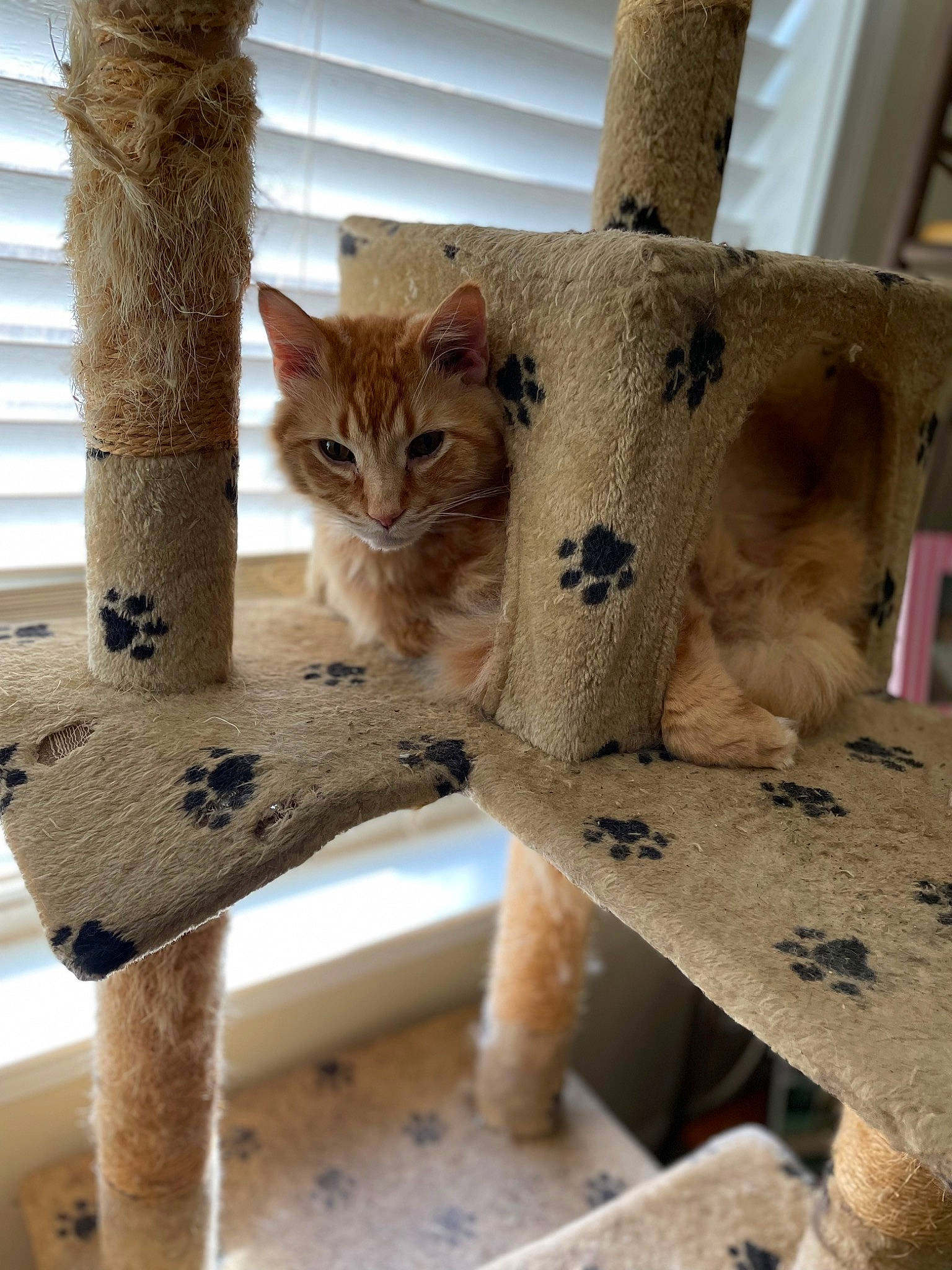 Zoro is registered to the contest to win money with this photo: carnivore, cat, cat_supply, chair, domestic_short_haired_cat, fawn, felidae, fur, pattern, pet_supply, small_to_medium_sized_cats, snout, tail, terrestrial_animal, trunk, twig, vertebrate, whiskers, wildlife, wood