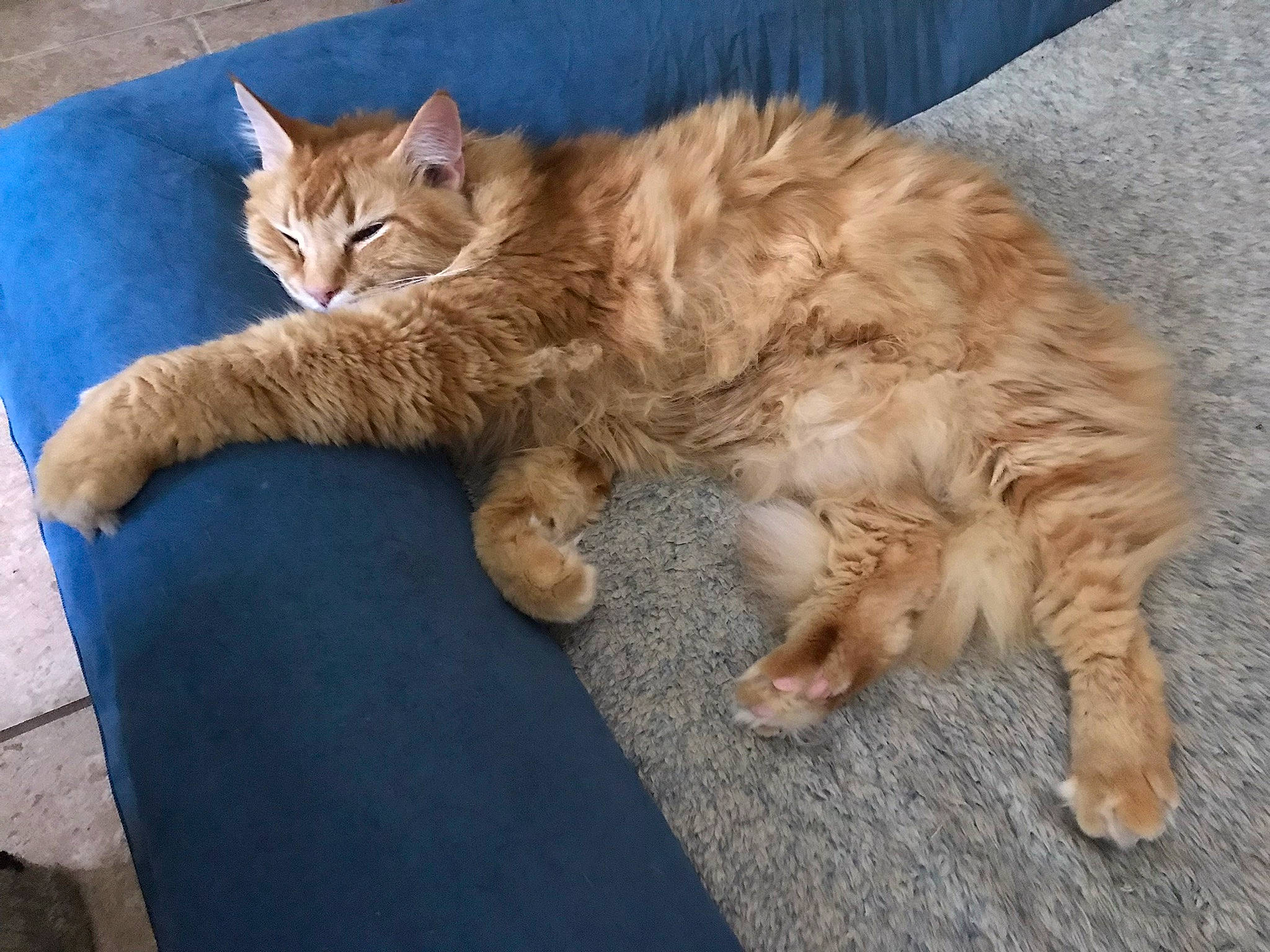 Zoro is registered to the contest to win money with this photo: carnivore, cat, claw, comfort, domestic_short_haired_cat, fawn, felidae, fur, paw, sitting, small_to_medium_sized_cats, snout, tail, terrestrial_animal, whiskers