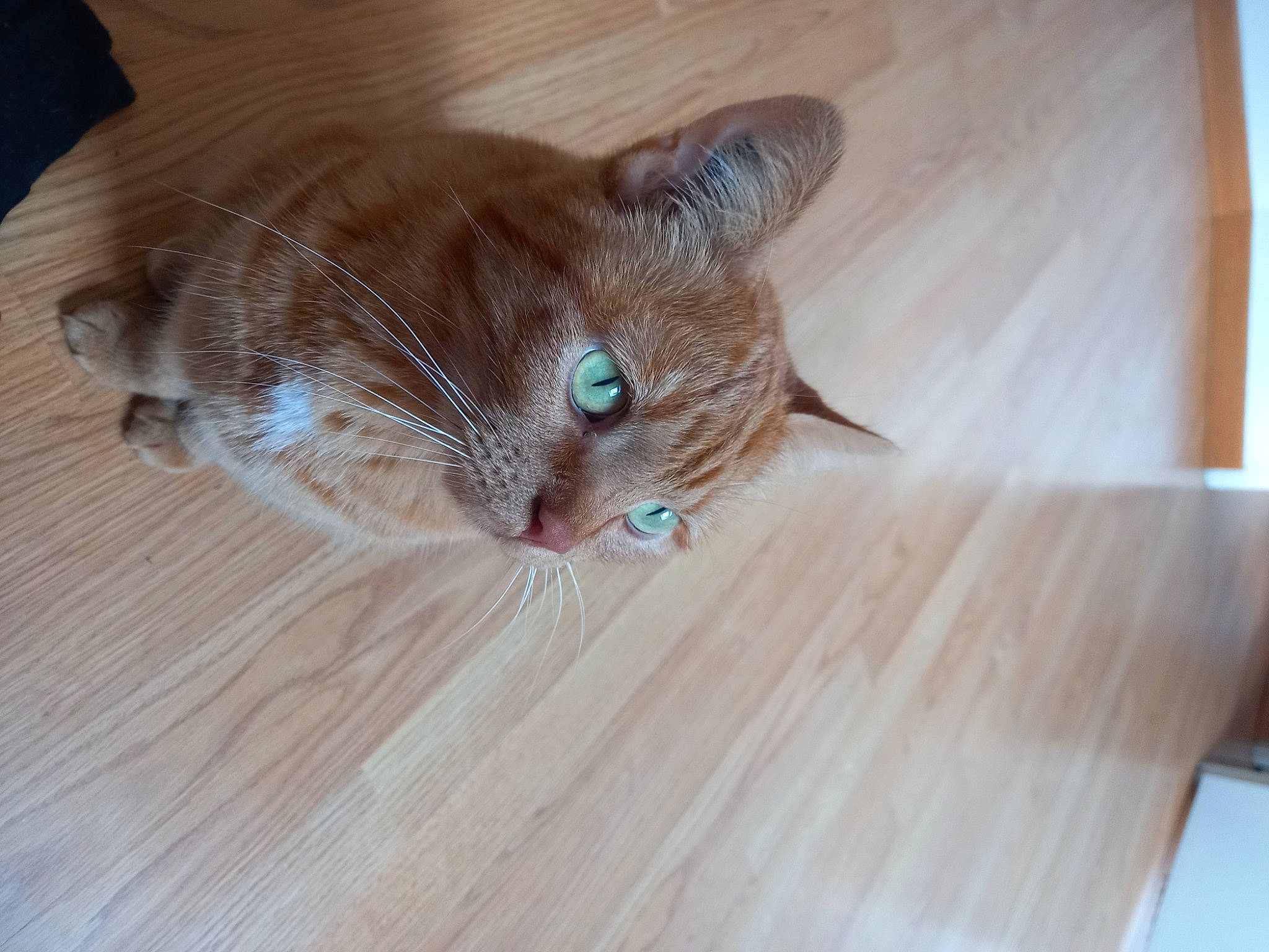 Leo participe au concours pour gagner de l'argent avec cette photo : carnivore, cat, comfort, domestic_short_haired_cat, fawn, felidae, floor, flooring, fur, hardwood, iris, laminate_flooring, russian_blue, small_to_medium_sized_cats, snout, tail, whiskers, wood, wood_flooring, wood_stain