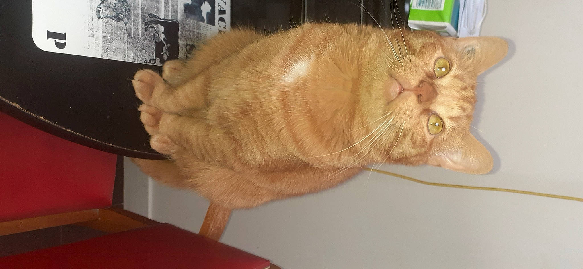 Leo participe au concours pour gagner de l'argent avec cette photo : carnivore, cat, claw, domestic_short_haired_cat, ear, fawn, felidae, fur, paw, small_to_medium_sized_cats, snout, tail, terrestrial_animal, whiskers, wood