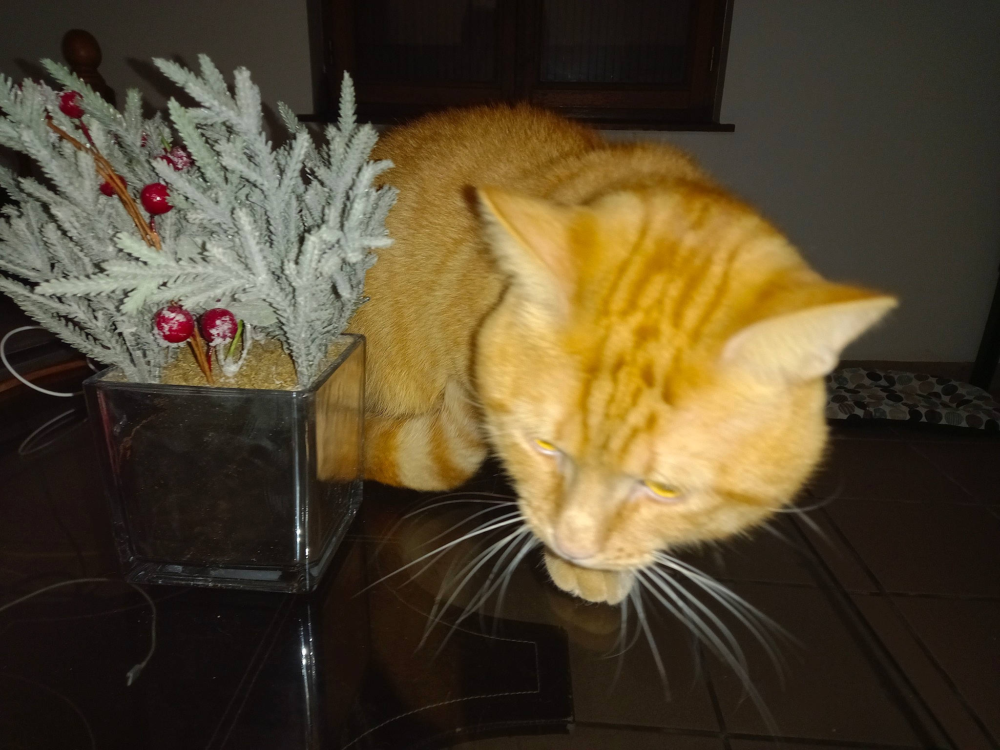 Garfield a rejoint le concours — aidez-le/la à gagner de superbes lots ! carnivore, cat, comfort, domestic_short_haired_cat, event, fawn, felidae, fur, natural_material, paw, room, small_to_medium_sized_cats, tail, textile, vertebrate, whiskers, window