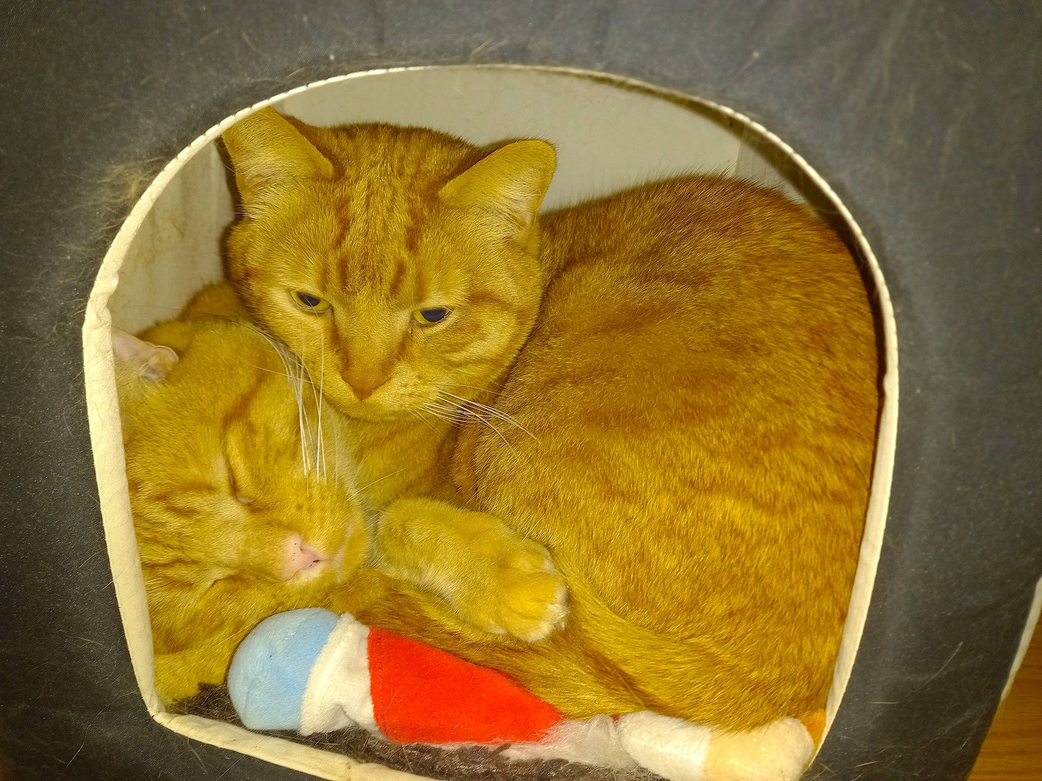 Leo Et Garfield a rejoint le concours — aidez-le/la à gagner de superbes lots ! art, carnivore, cat, cat_supply, claw, comfort, domestic_short_haired_cat, fawn, felidae, fur, lap, nap, paw, sleep, small_to_medium_sized_cats, snout, tail, whiskers, wicker, wood