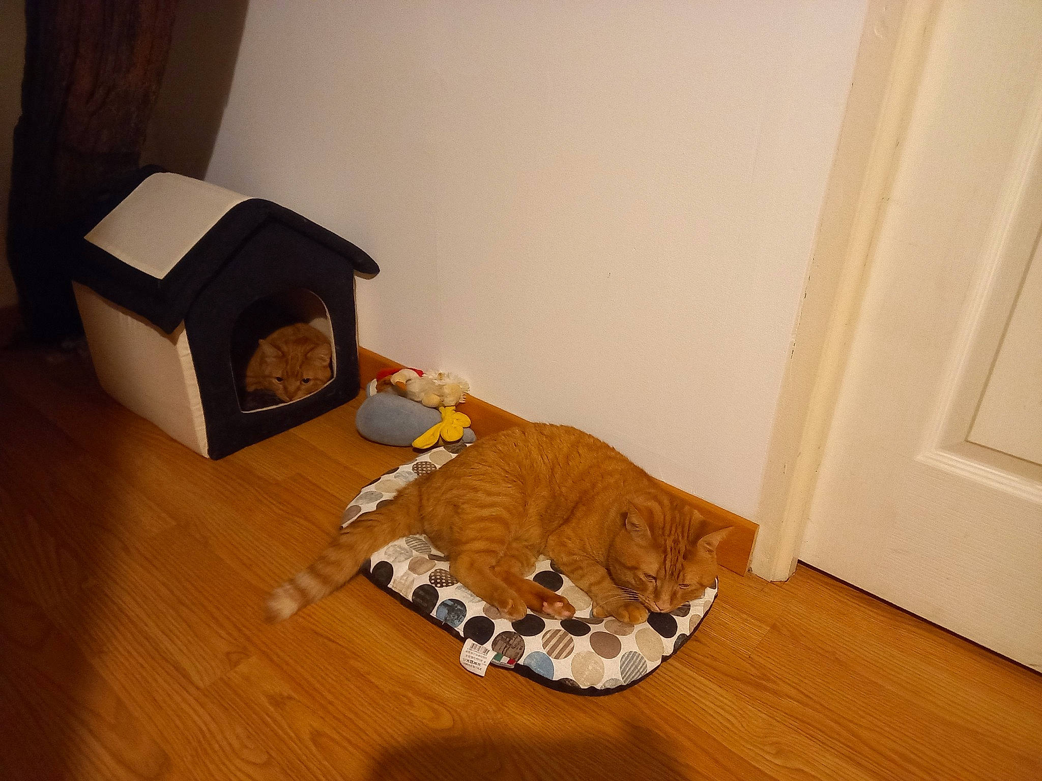 Leo Et Garfield a rejoint le concours — aidez-le/la à gagner de superbes lots ! brown, club_chair, comfort, door, felidae, floor, flooring, hardwood, laminate_flooring, living_room, pattern, plywood, property, room, tail, varnish, wood, wood_burning_stove, wood_flooring, wood_stain