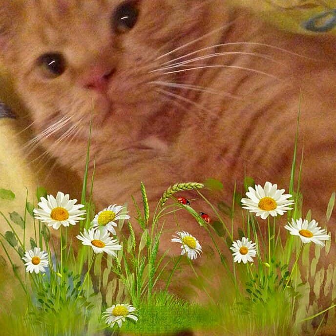 Garfield Et Leo a rejoint le concours — aidez-le/la à gagner de superbes lots ! camomile, carnivore, cat, chamaemelum_nobile, fawn, felidae, flower, flowering_plant, grass, grassland, iris, meadow, people_in_nature, petal, plant, prairie, small_to_medium_sized_cats, snout, terrestrial_plant, whiskers