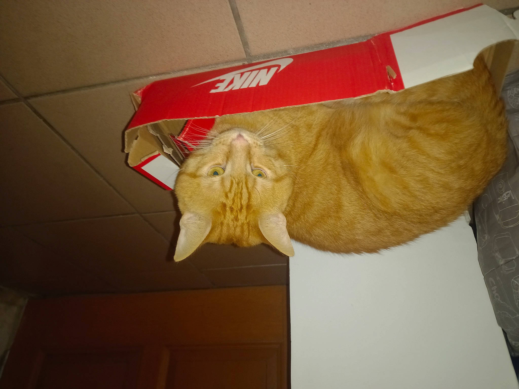 Garfield participe au concours pour gagner de l'argent avec cette photo : bag, carnivore, cat, fashion_accessory, felidae, fur, hat, linens, paper, paper_bag, paper_product, peach, small_to_medium_sized_cats, tail, whiskers, wing, wood