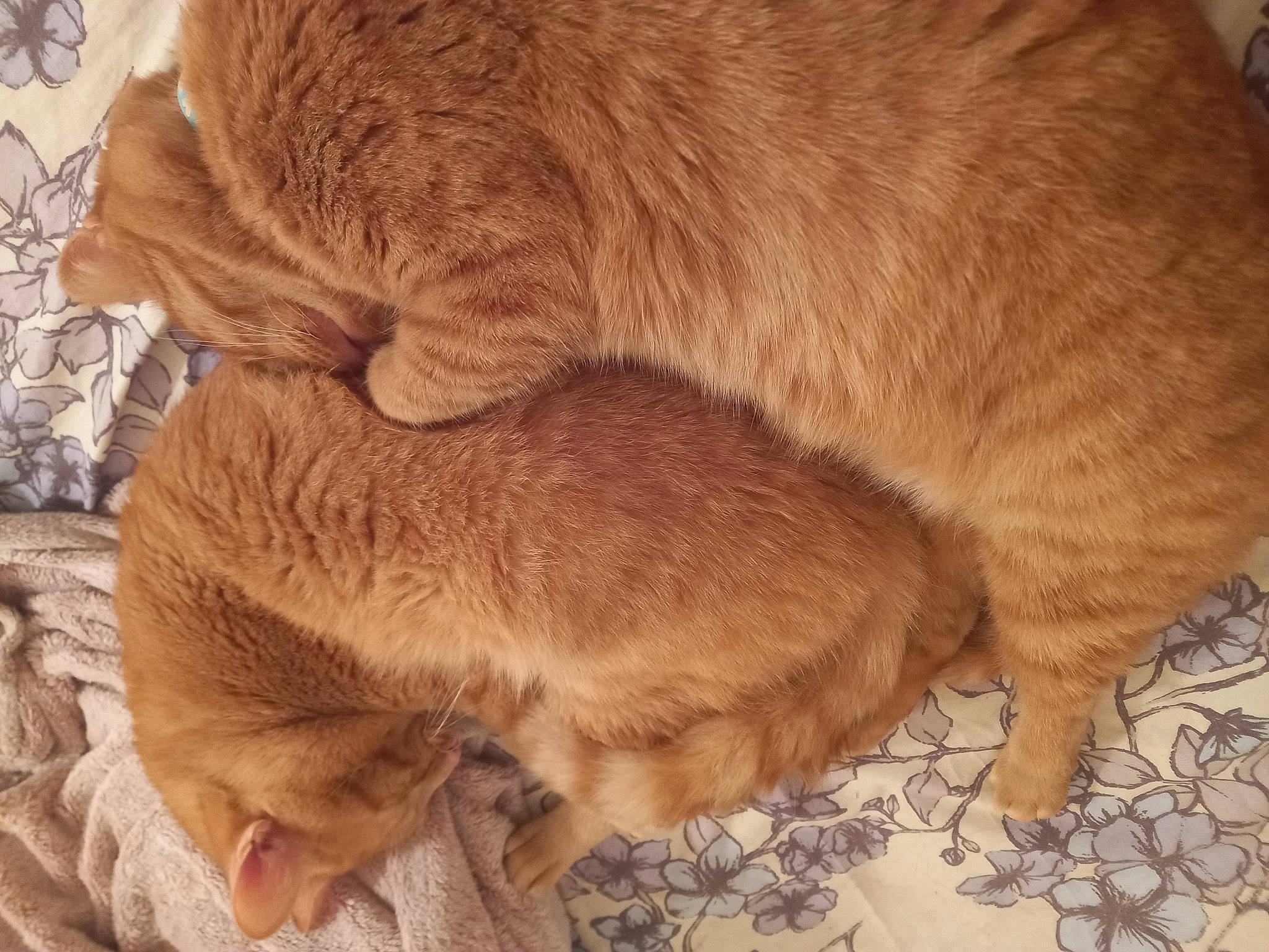 Garfield a rejoint le concours — aidez-le/la à gagner de superbes lots ! canidae, carnivore, comfort, companion_dog, dog, dog_breed, fawn, fur, liver, nap, paw, pet_supply, snout, sporting_group, tail, terrestrial_animal, whiskers, wood, working_animal, wrinkle