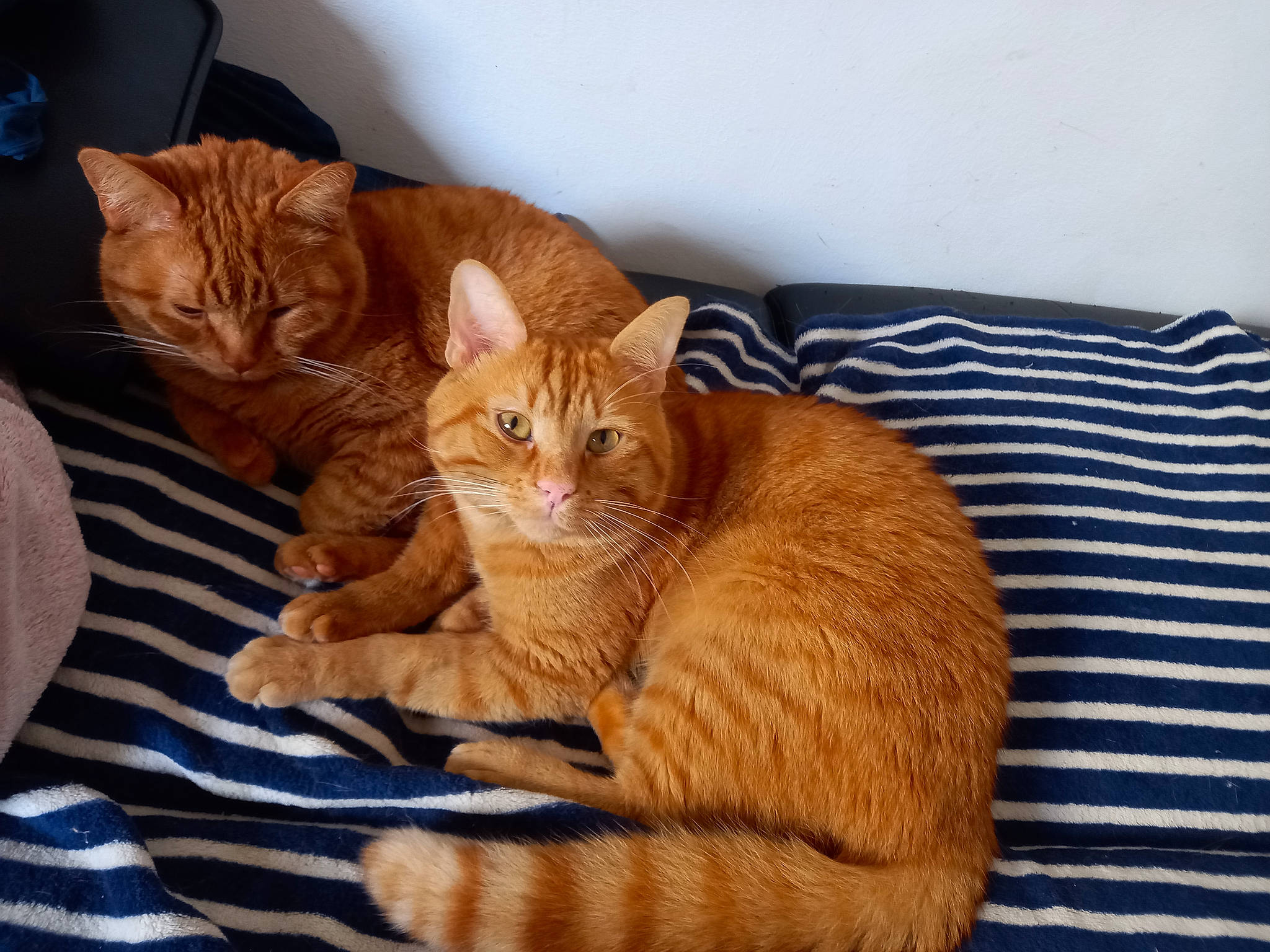 Garfield participe au concours pour gagner de l'argent avec cette photo : bed, brown, carnivore, cat, cat_supply, claw, comfort, domestic_short_haired_cat, fawn, felidae, fur, hardwood, paw, pet_supply, sitting, small_to_medium_sized_cats, snout, tail, whiskers, wood