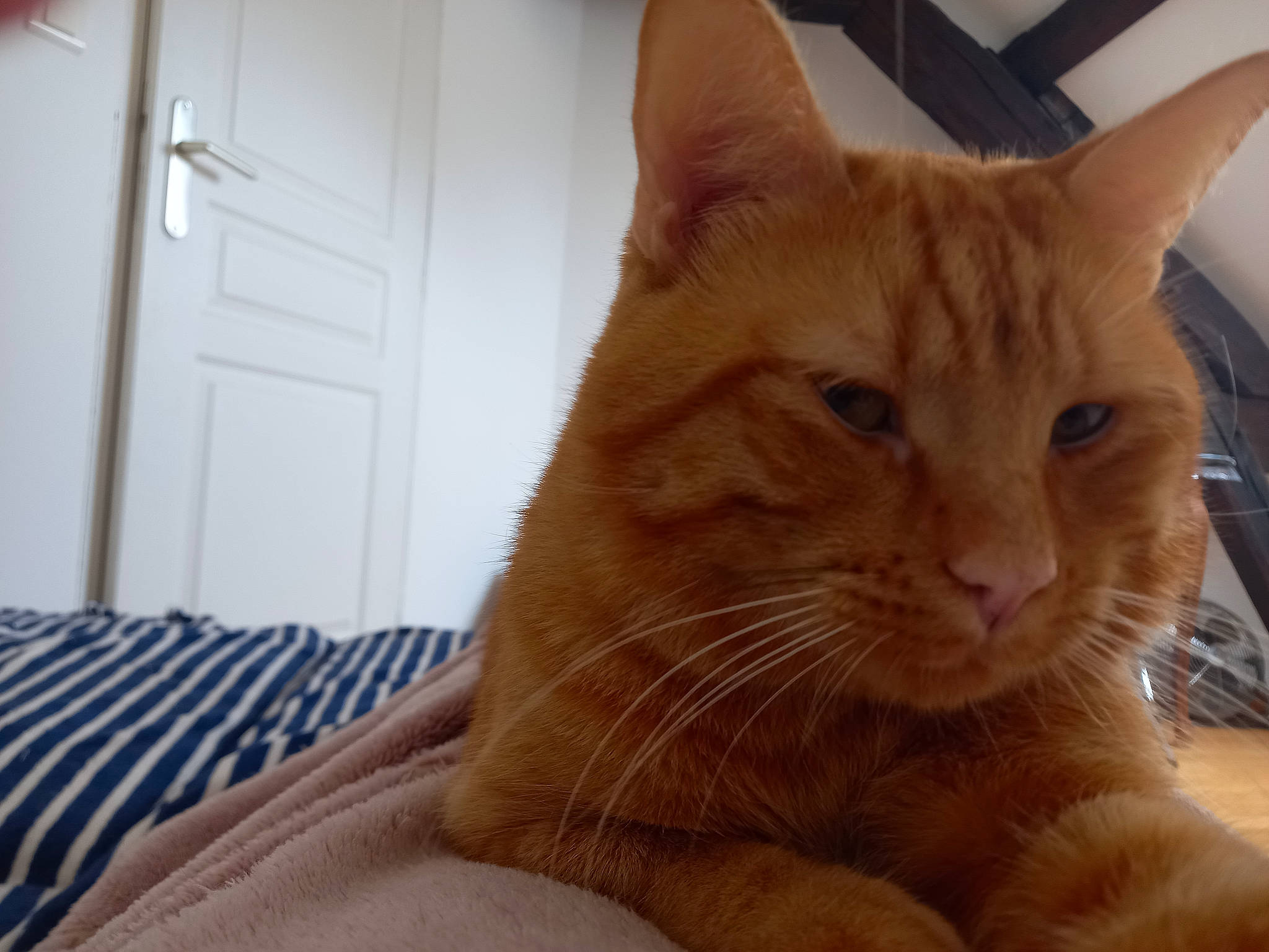 Garfield a rejoint le concours — aidez-le/la à gagner de superbes lots ! carnivore, cat, claw, comfort, domestic_short_haired_cat, door, door_handle, eye, fawn, felidae, fur, home_door, iris, paw, sitting, small_to_medium_sized_cats, snout, tail, whiskers, wood