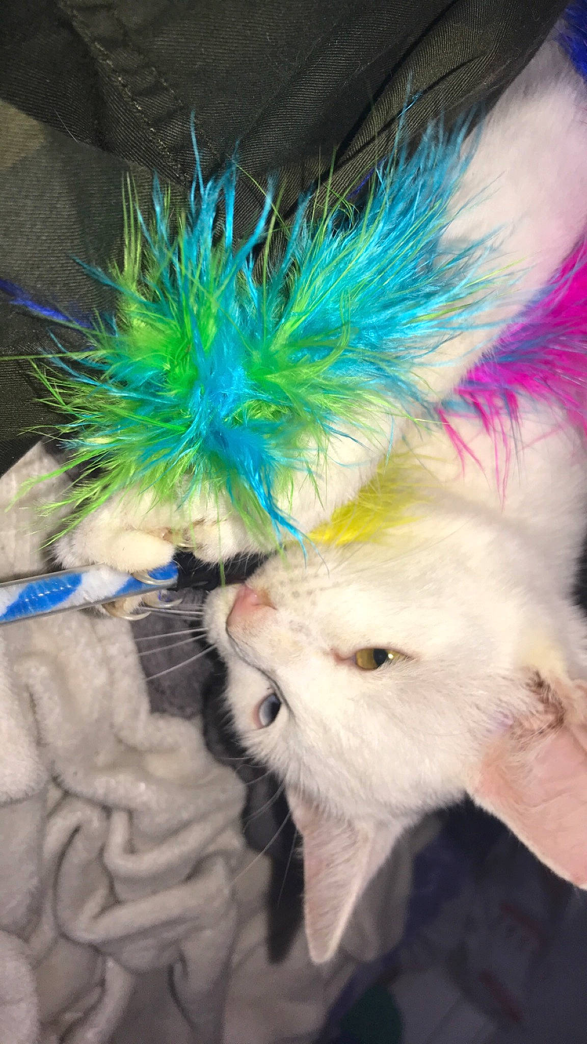 Pitou a rejoint le concours — aidez-le/la à gagner de superbes lots ! animal_product, carnivore, electric_blue, event, eyelash, fashion_accessory, fawn, feather, felidae, fur, glove, natural_material, photograph, plush, selfie, small_to_medium_sized_cats, tail, toy, whiskers, wing