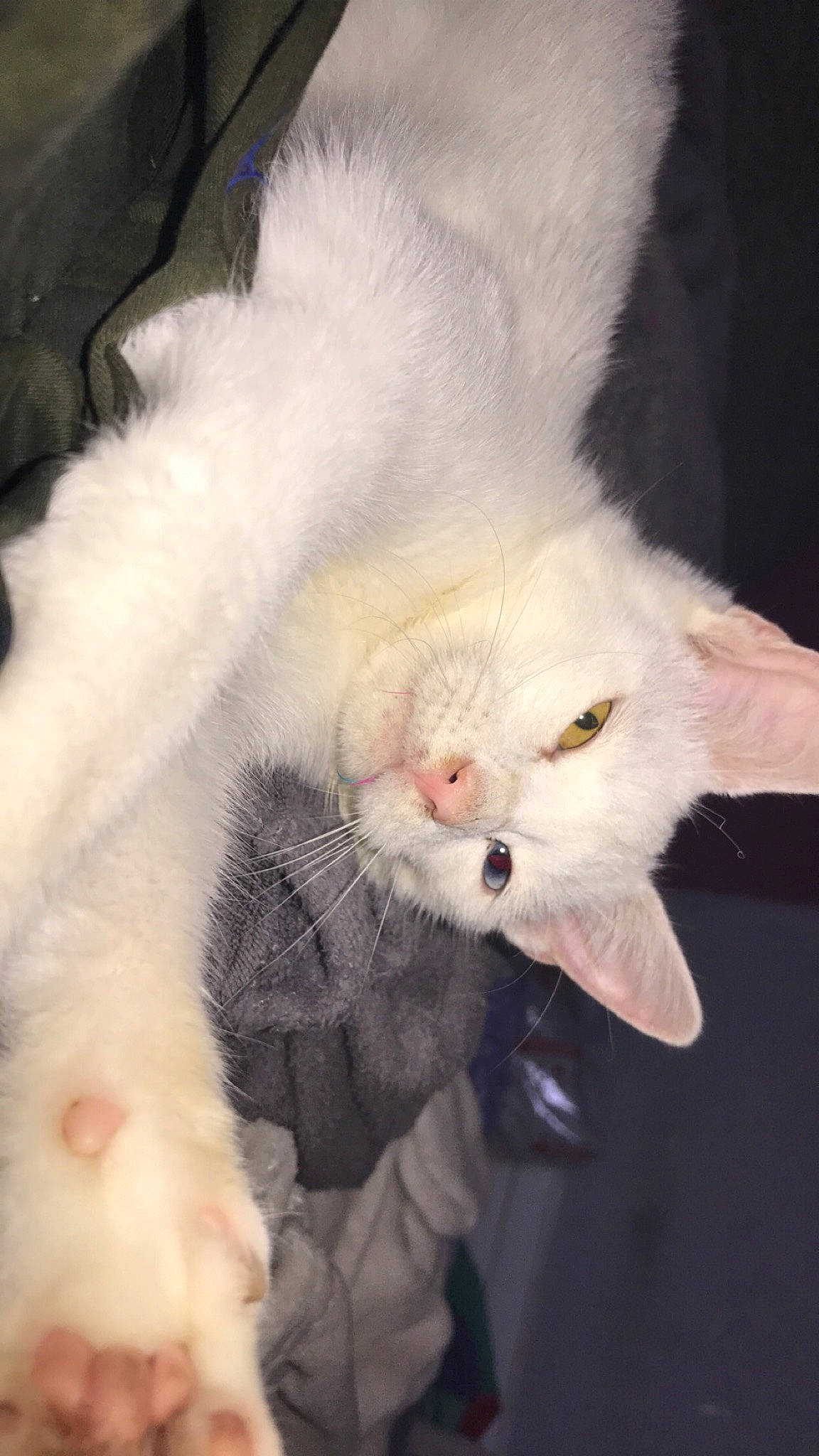 Pitou a rejoint le concours — aidez-le/la à gagner de superbes lots ! canidae, carnivore, cat, claw, comfort, domestic_short_haired_cat, ear, eye, fang, fawn, felidae, fur, gesture, nail, paw, small_to_medium_sized_cats, snout, tail, whiskers